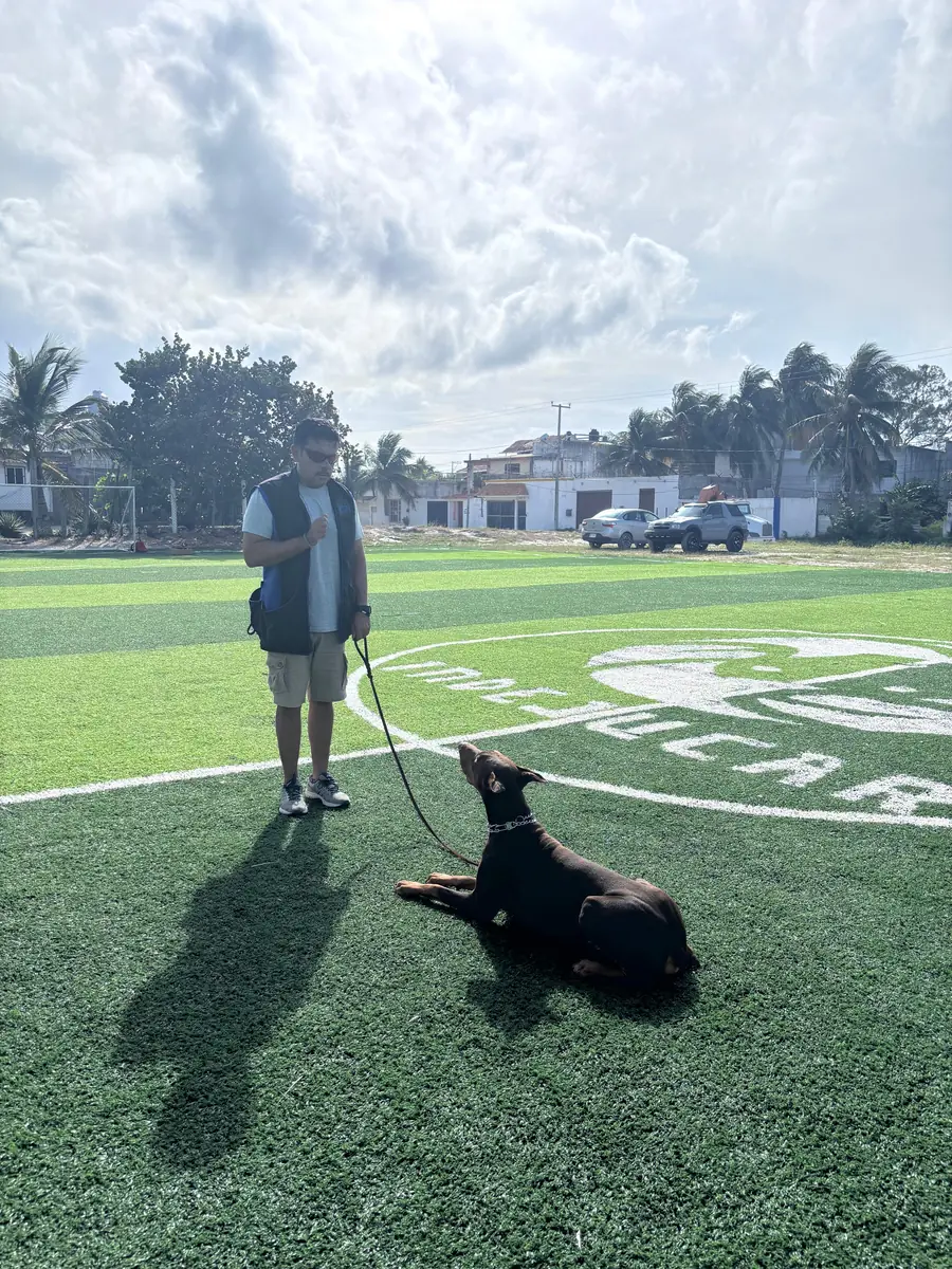 Entrenador de Canis Major trabajando obediencia con un pastor belga malinois en campo abierto