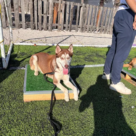 Hocky, alumno de Canis Major