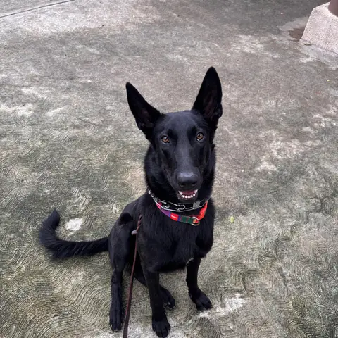 Iris, alumna de Canis Major