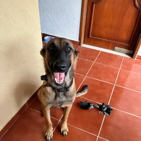 Lobo, alumno de Canis Major