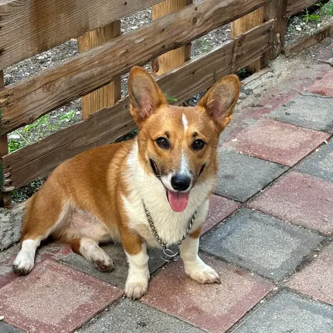 Luca, alumno de Canis Major
