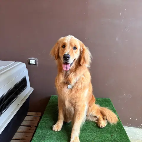 Remi, alumno de Canis Major