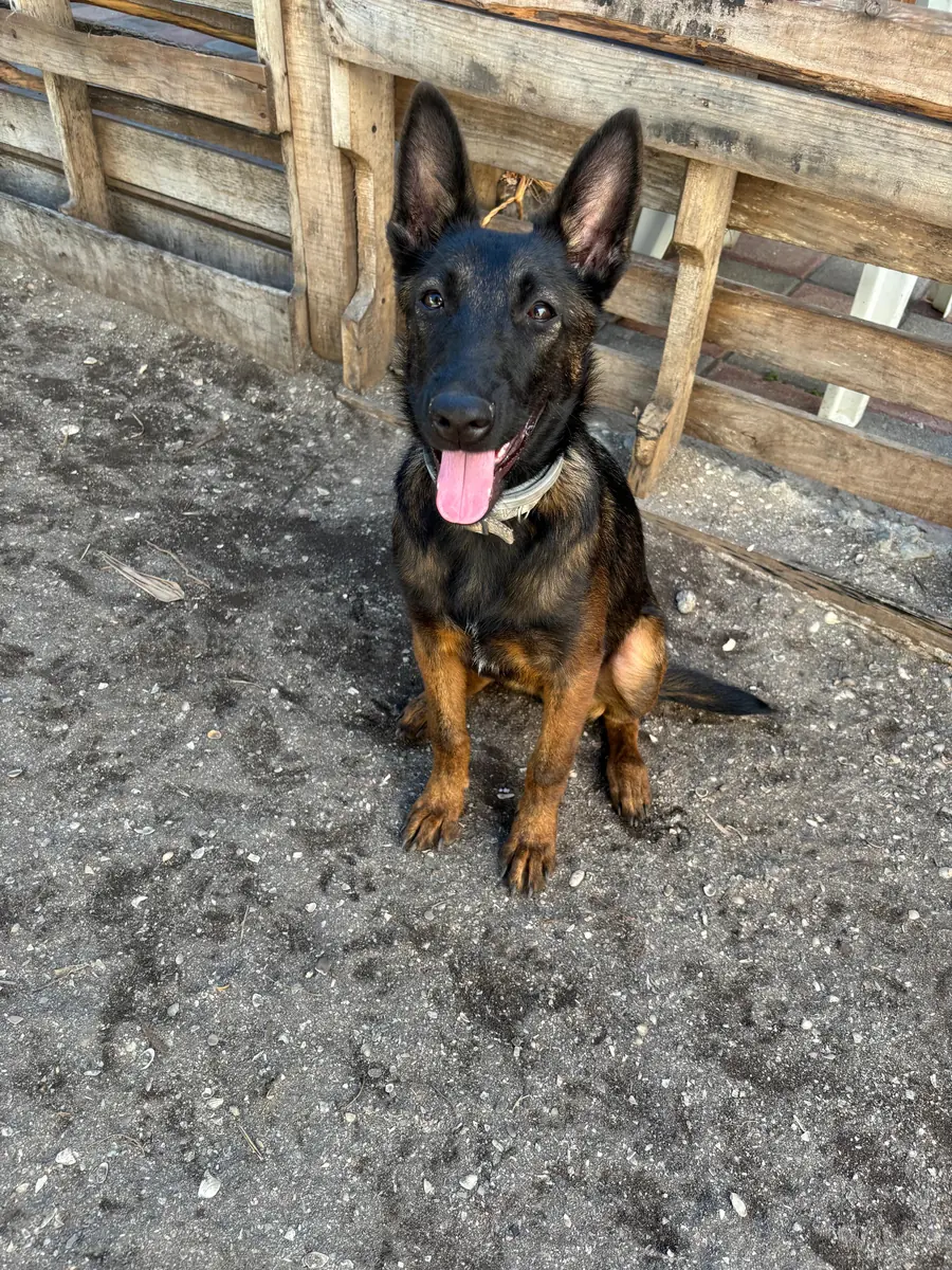 Pastor belga malinois de Canis Major Training Academy