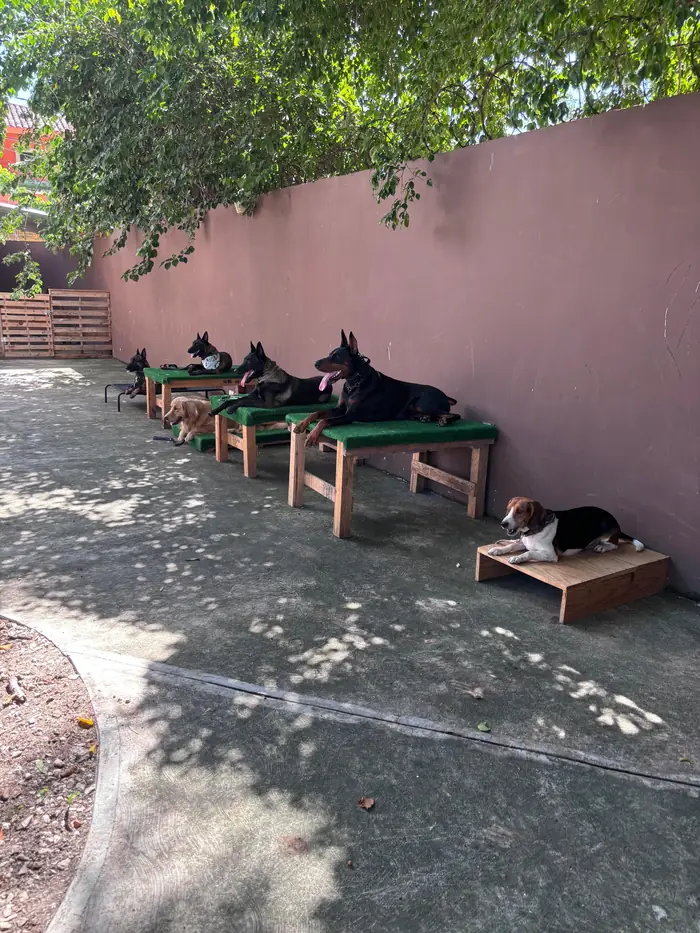 Perros en posición de quietud durante entrenamiento en Canis Major