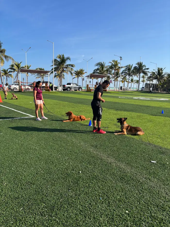 Clase grupal de entrenamiento canino en campo deportivo