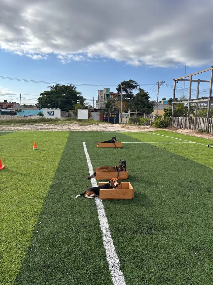 Propietarios entrenando junto a sus perros en clase grupal