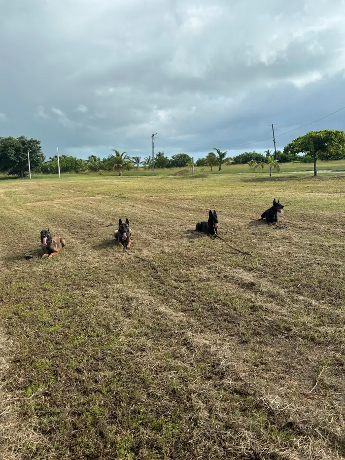 Varios perros manteniendo posición durante clase grupal