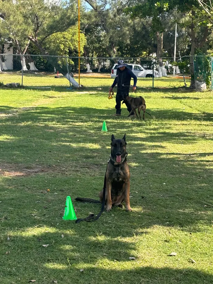 Entrenamiento de obediencia con pastor belga malinois