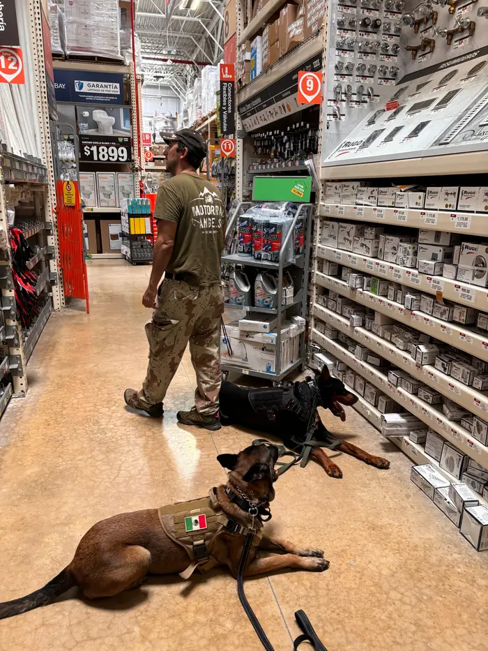 Perros de servicio entrenando en tienda departamental