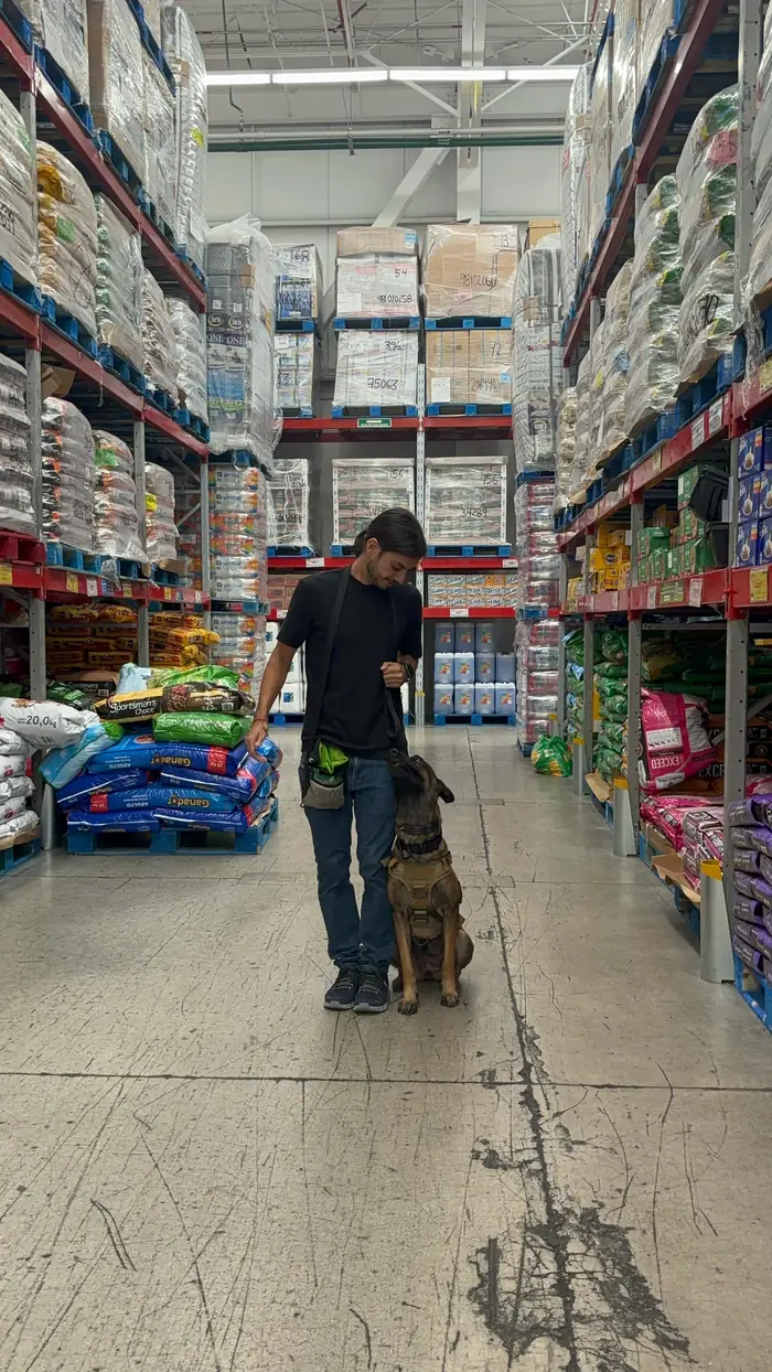 Perro de servicio en entrenamiento dentro de tienda