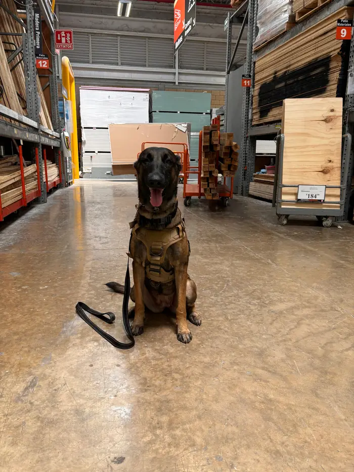 Perro de servicio en posición de quietud en entorno público