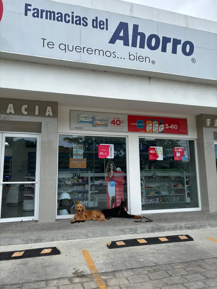 Perros de servicio entrenando frente a farmacia