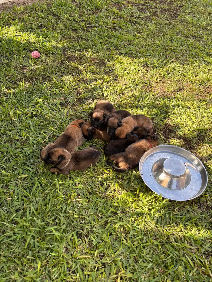 Cachorros de pastor belga malinois del programa de desarrollo