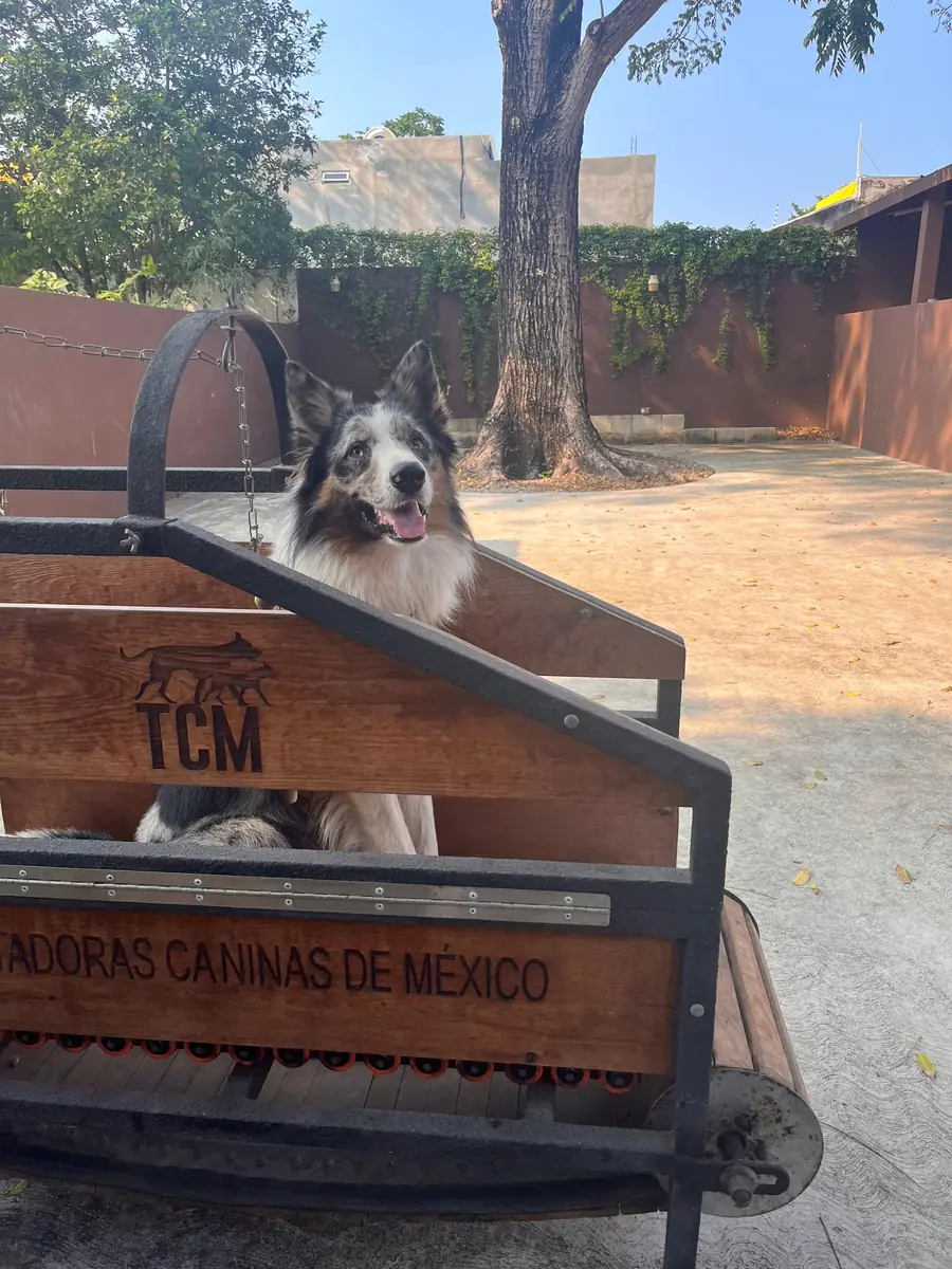 Perro golden retriever ejercitándose en caminadora canina en Canis Gym