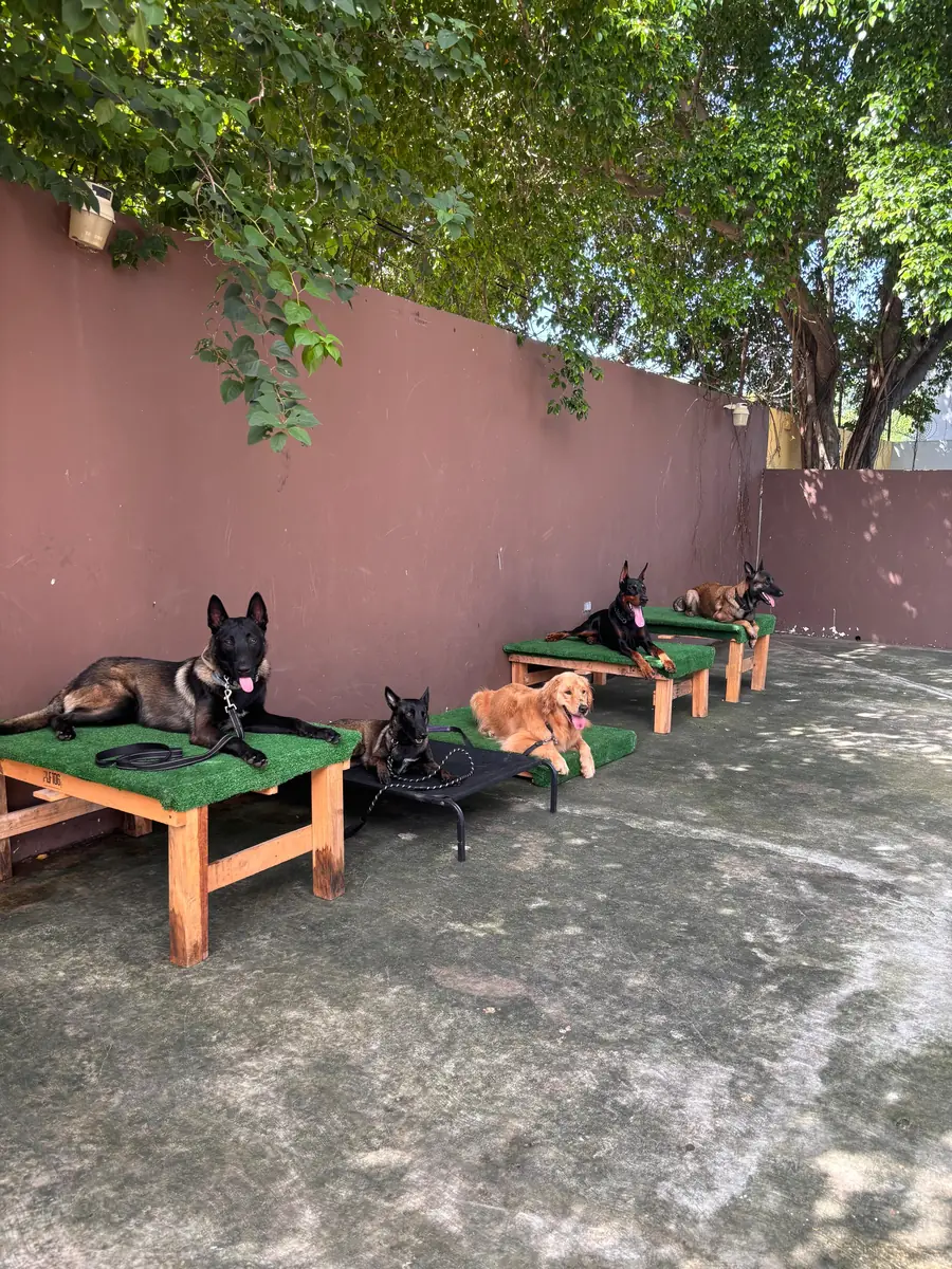 Perros de distintas razas en posición de quietud sobre plataformas en Canis Major