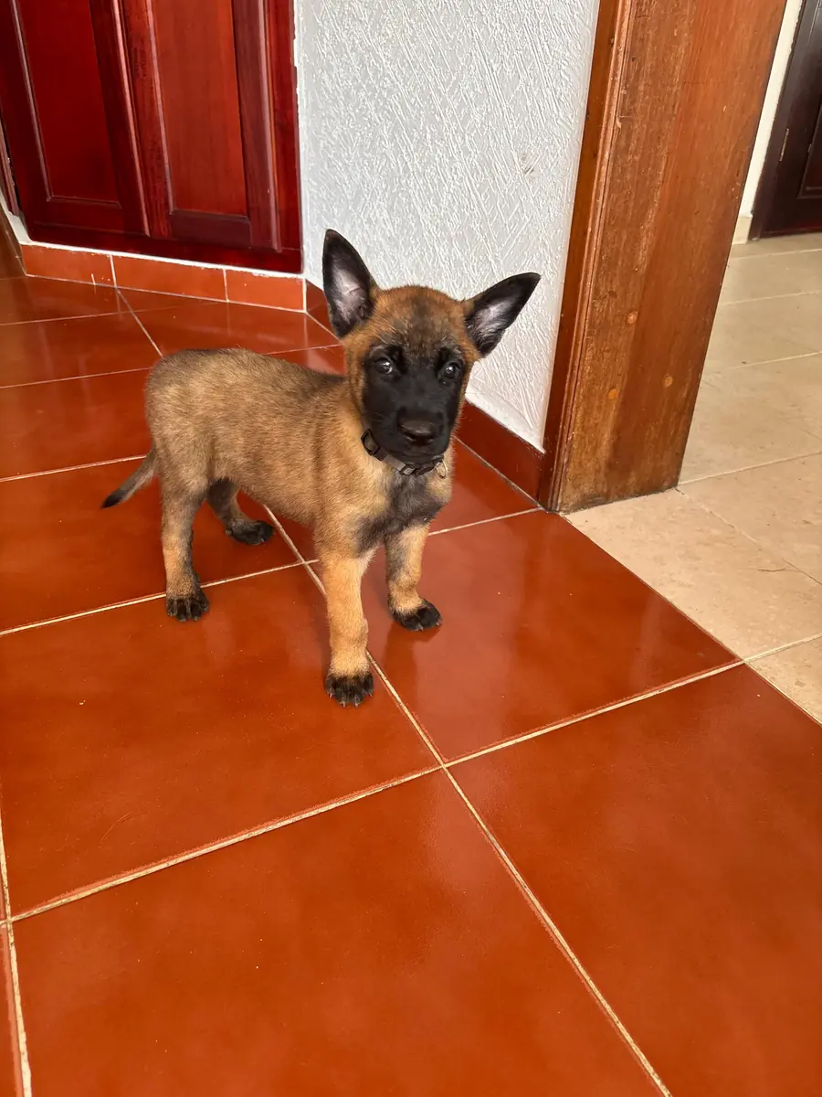 Cachorro de pastor belga malinois durante su programa de socialización temprana