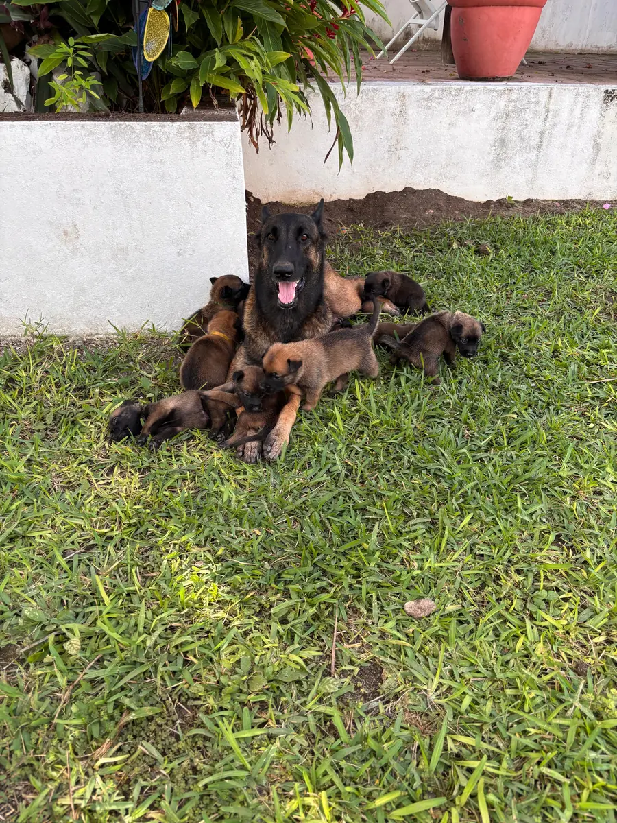 Camada de cachorros malinois junto a su madre en el programa de selección y desarrollo