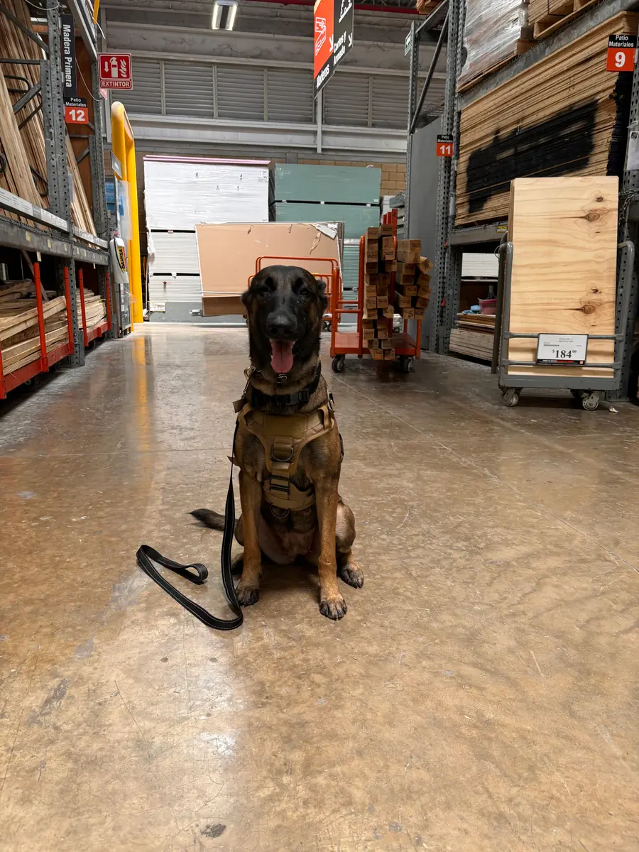 Perro de servicio de Canis Major en entrenamiento dentro de una tienda departamental